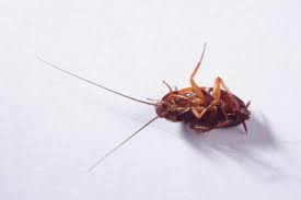 Closes in 1 h 57 min. Pest Control Say No More Pest Control Brooklyn