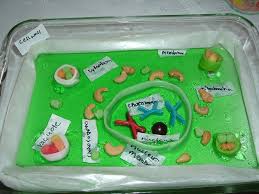 Animal cell science project minecraft. 20 Plant Cell Model Ideas Your Students Find Them Interesting Plant Cell Model Plant Cell Plant Cell Project