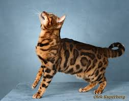 Sometimes this happens as most small catteries only have one or two litters per year. Bengal Kittens For Sale Bengal Breeder New England Cavscout Bengals