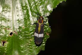 Image result for Chrysochloa