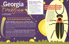 Though male fireflies, well… fly, female fireflies often rest on tall pieces of grass or other shrubbery. Attracting Fireflies Walter Reeves The Georgia Gardener