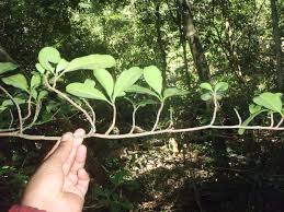 Image result for Excoecaria bussei