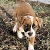 We are an organization specializing in the rescue and care of boxer dogs, but dedicated to the humane treatment of all animals (and humans). 1
