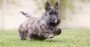 Brindle Scottish Terrier Scottish Terrier Scottie Dog Terrier