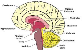 The primacy effect, the reciency effect, and significance. Short Term Memory Loss Definition Causes Tests Live Science