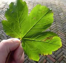 Image result for Stigmella speciosa