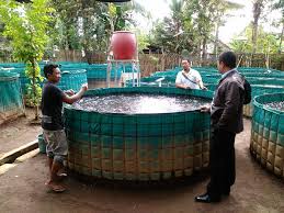 Analisis usaha budidaya lele ala william perkasa model kolam terpal, tebaran benih 10.000 ekor Budidaya Lele Di Kolam Terpal Di Desa Sragi Kec Songgon Kab Banyuwangi Rumah Entrepreneur