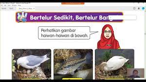 Haiwan bertelur banyak dan haiwan bertelur sedikitset induksi :murid menyatakan. Sains Tahun 2 Unit 4 Haiwan Bertelur Sedikit Atau Banyak Dan Beranak Sedikit Atau Banyak Youtube