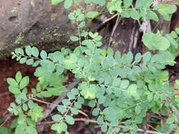 Image result for Phyllanthus gossweileri