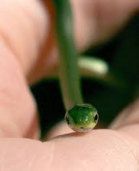 Super Tiny Baby Rough Green Snake Pet Snake Beautiful Snakes Green Snake