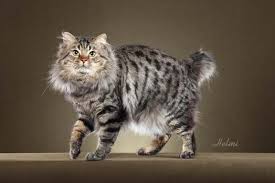 Magicbobs Wooly Bully Our First Supreme Grand Champion American Bobtail Cat American Bobtail Cats