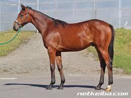 父名 グラスワンダー 母父名 スペシャルウィーク の競走馬検索 競馬データベース Netkeiba Com