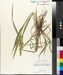 Image result for Echinochloa crus-pavonis