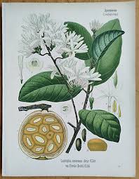 Image result for Landolphia