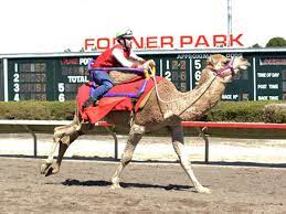 Complete your quiz offer with 100% accuracy and get credited. Massive Crowd Fills Fonner Park To See Camels And Ostriches Race Grand Island Local News Theindependent Com