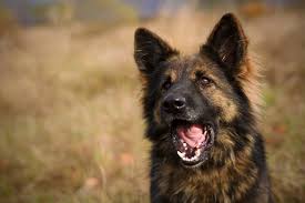 These pooches are touch and awesome and they know it. Long Haired German Shepherd What To Know Before Buying All Things Dogs All Things Dogs