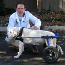 Let us know what you think of this great dog cart in the 3d printed dog wheelchair forum thread over at 3dpb.com. How Do I Know If A Dog Wheelchair Is Right For My Older Dog Dog Quality