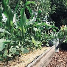 Mulchen Statt Giessen Aus Aktuellem Anlass Gibt Es Dazu Jetzt Ein Paar Tipps Auf Dem Blog Ist Es Bei Euch Auch Imme Garten Nutzgarten Anlegen Garten Gestalten