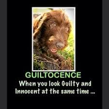 What kind of griffon is good for pheasant hunting? 130 Wirehaired Pointing Griffon Or Korthals Griffon Ideas Wirehaired Pointing Griffon Korthals Griffon Griffons