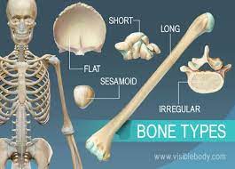 Types Of Bones Learn Skeleton Anatomy Types Of Bones Skeletal System Skeleton Anatomy