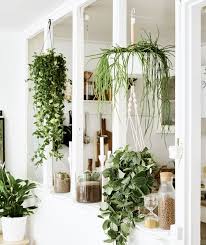 Faire Entrer La Nature Dans Un Appartement Hanging Plants Hanging Plants Diy Plants
