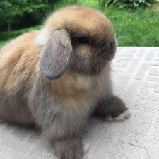 Top line show and pet bunnies and german shepherds, breeding and caring for top rabbits and german shepherds is the goal at hollywoodrabits.com and hollywoodgermanshepherds.com holland lop bunnies, rabbits for sale, german shepherd puppies and rabbit feed. Annie S Holland Lop Bunnies Home Facebook