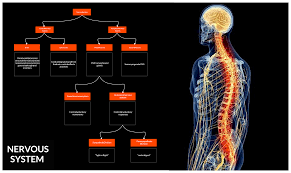 Create healthcare diagrams like this example called central nervous system in minutes with smartdraw. Nervous System Flowchart Nervous System Flow Chart Nervous