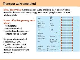 Enzim ekstraseluler ini pada umumnya dihasilkan oleh kelenjar tubuh kita. Bab 1 Sel Ppt Download