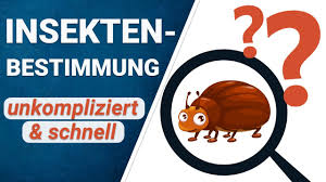 Die top auswahl unter der menge an verglicheneninsekten haus. Insekten Bestimmen Welches Insekt Ist Das Youtube
