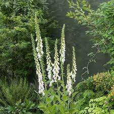 Image result for Digitalis purpurea alba/ red spots