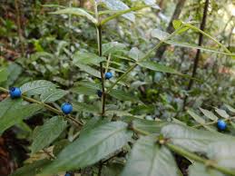 Image result for Lasianthus