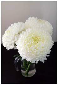Japanese Chrysanthemums A Wonderful Sight To See During Your Visit In Japan Deepjapan Japanese Chrysanthemum Chrysanthemum Beautiful Flowers