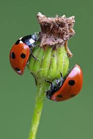Are Black And Red Ladybugs Poisonous All You Need To Know About Ladybugs Poisonous Poisonous Ladybugs Ladybug Ladybird