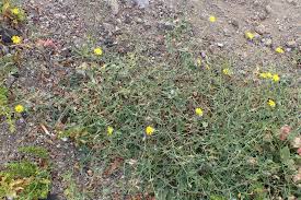 Image result for Launaea