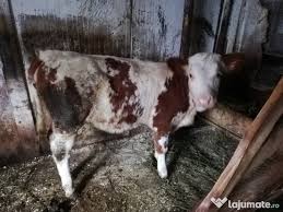 Brancoveanu timisoara timis telefon validat. Vand VacÄƒ Cu DouÄƒ ViÈ›ele Rog Seriozitate Adroa Zoo