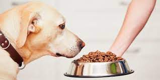 The 7 Best Dog Foods For Labradors 2021 Reviews