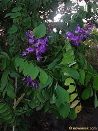 Image result for Millettia usaramensis