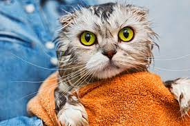 In order to give your cat the tlc he needs, read on! The Death Defying Art Of Bathing A Cat Oakland Veterinary Referral Services