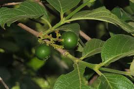 Image result for Vangueria