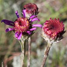 Image result for Psammotropha myriantha