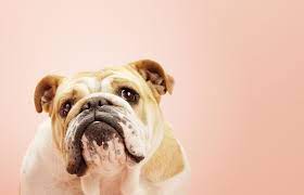25 Best Girl Dog Names Cute Female Names For Dogs