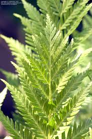 Image result for Todea