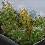 Image result for Anacampseros subnuda