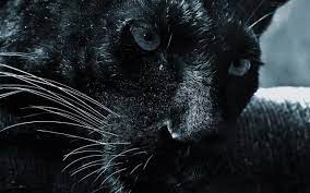 Black Jaguar Animal Wallpaper Hd Black Jaguar Animal Black Panther Cat Jaguar Animal