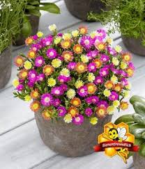 Blumenstauden Winterhart Online Kaufen Bestellen Bei Baldur Garten Pflanzen Winterhart Bodendecker