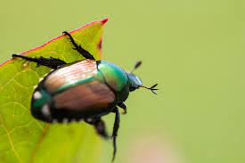 Japanese Beetles How To Get Rid Of Japanese Beetle Pests The Old Farmer S Almanac