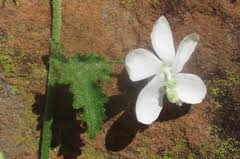 Image result for Hibiscus meyeri