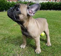 Maybe you would like to learn more about one of these? French Bulldog Pups For Sale Benoni Dogs Puppies Public Ads 61730