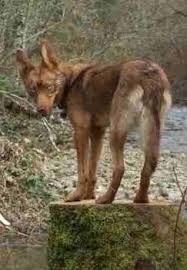 Tahltan Bear Dog Breed Information History Health Pictures And More | but the types of beardogs he knew were much larger predators that were the size of a bear and once. tahltan bear dog breed information