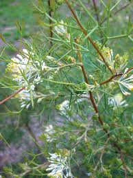 Image result for Grevillea